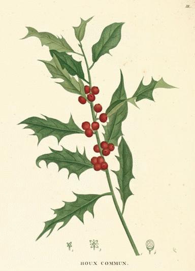 Ilex: tipos, características, tamaño, variedades, colores…