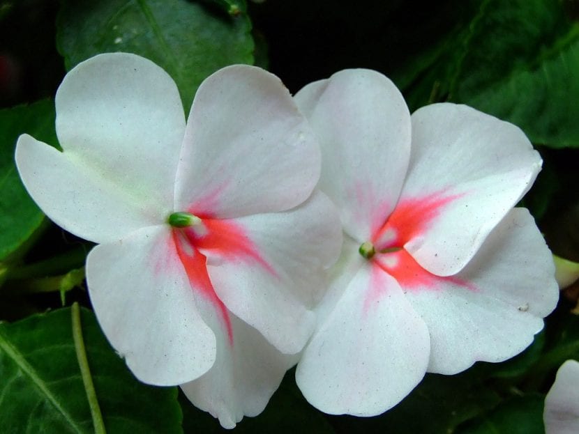 Flores de Impatiens walleriana de varios colores