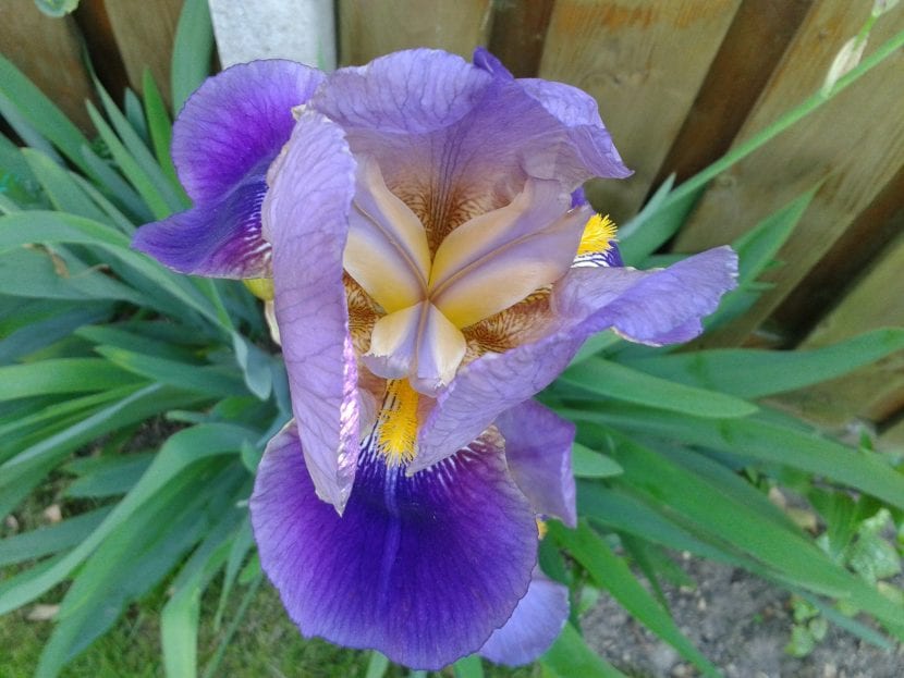 Flor de Iris germanica de color violeta con la barba amarilla característica
