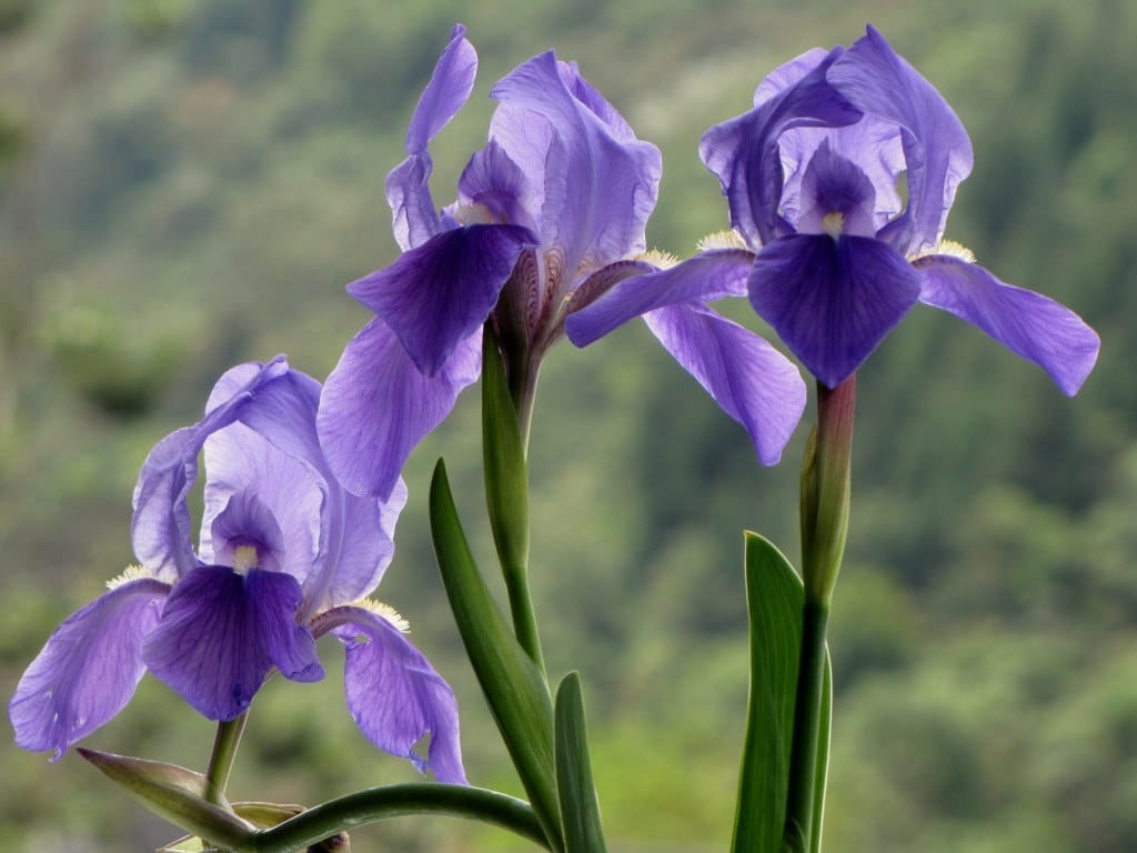 Iris germanica: cultivo, división y flor asegurada