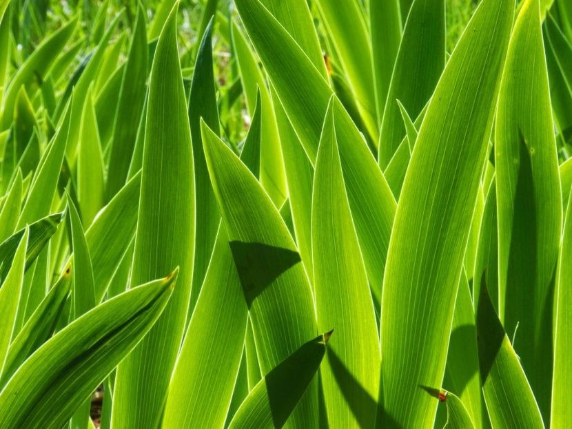 Hojas en abanico del lirio común, Iris germanica