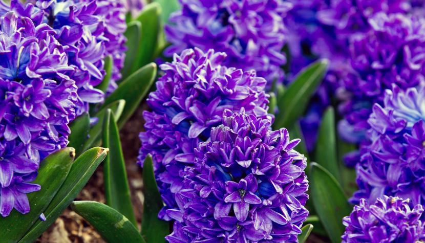 Jacinto (Hyacinthus orientalis): cultivo, frío y cuidados
