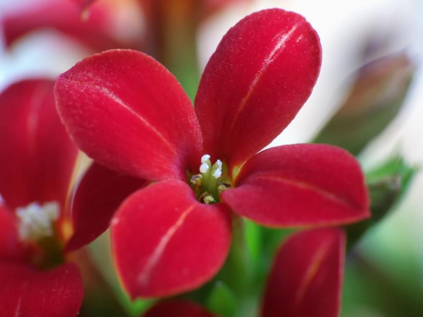 Inflorescencia de Kalanchoe blossfeldiana en flor