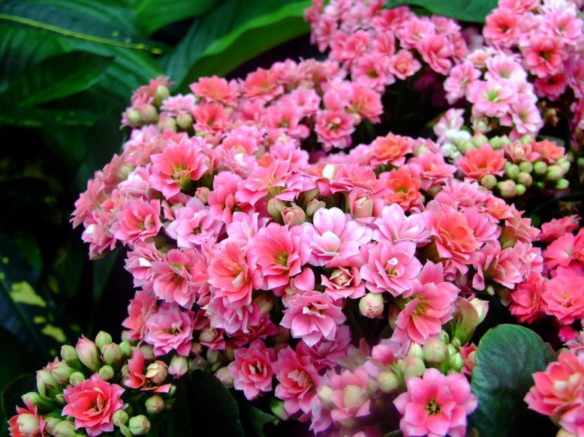 Kalanchoe blossfeldiana, cuidados y por qué no florece