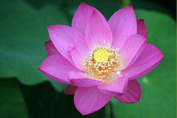 Flor de loto: cultivo, cuidados y variedades