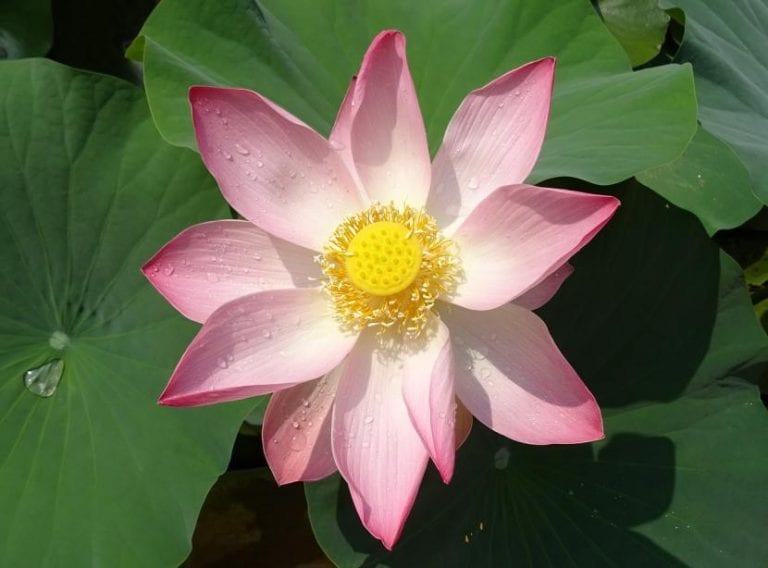 Flor de loto rosa abierta sobre el agua