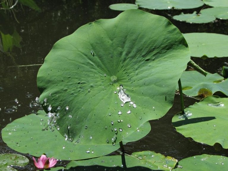 Hojas peltadas de loto sobresaliendo del agua