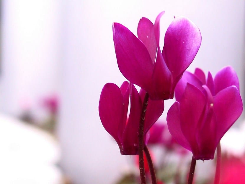 Mata de violeta de los Alpes en flor con hojas marmoreadas