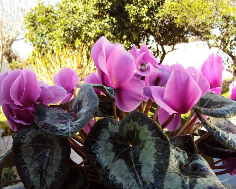 Flores rosas de violeta de los Alpes con los pétalos reflejados hacia atrás