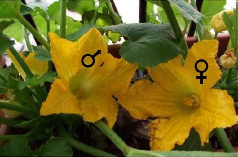 Comparación entre flor masculina y flor femenina de calabacín