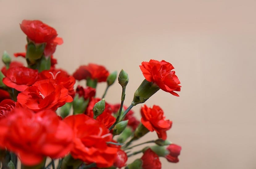 La flor del clavel: anatomía, tipos y cultivo