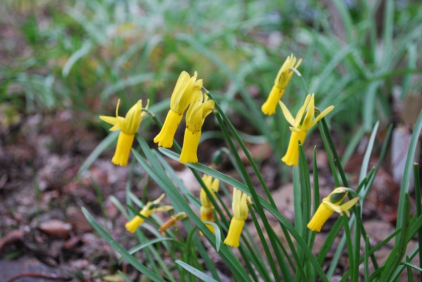 Narcissus cyclamineus con los tepalos echados hacia atrás
