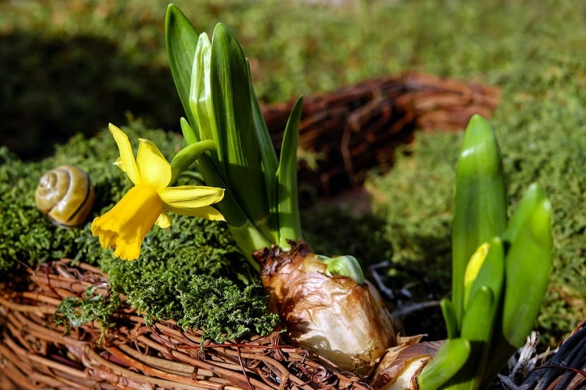 El narciso: cuándo brota, cómo es su flor y variedades