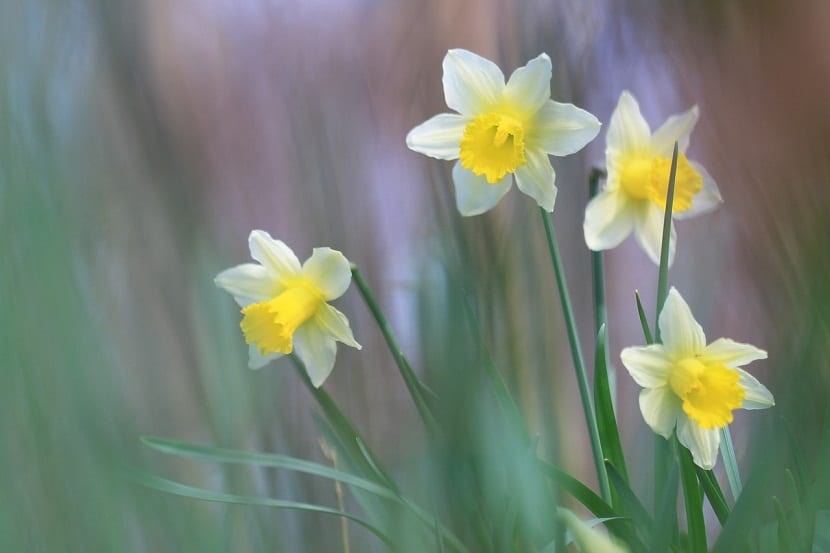 Narcisos amarillos en flor a comienzos de primavera
