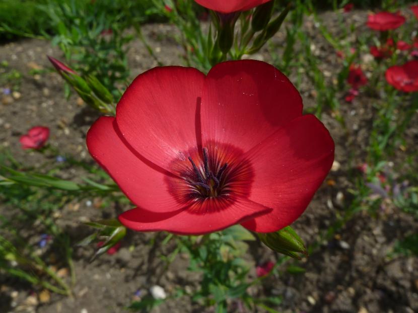 Lino rojo (Linum grandiflorum): siembra y cultivo