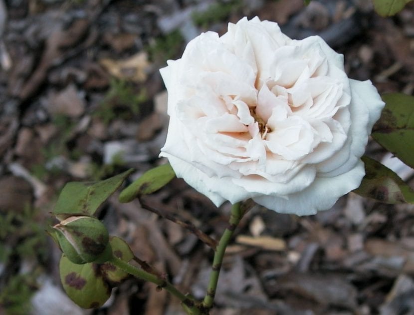 Rosa de té 'Gloire de Dijon' de tonos albaricoque