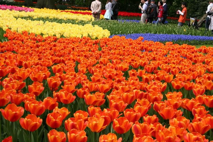 Historia del tulipán, del Tian Shan a la tulipomanía