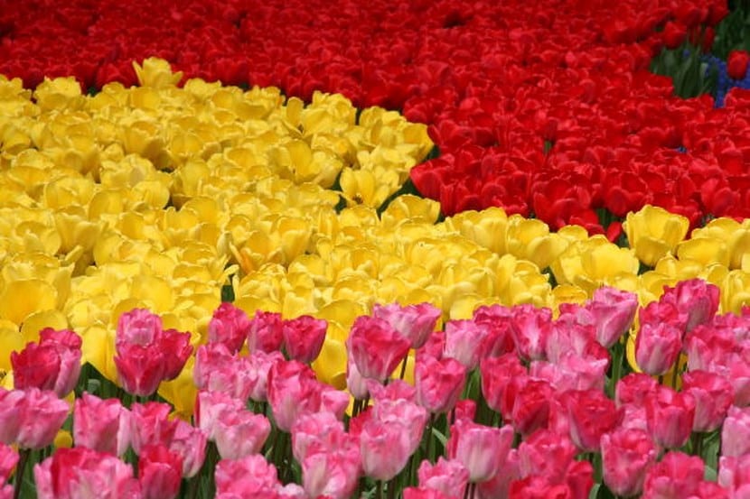 Campo de tulipanes rojos y amarillos