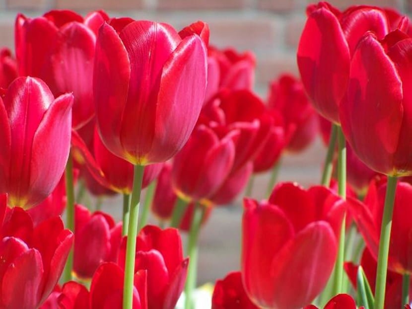 Tulipanes de colores en floración