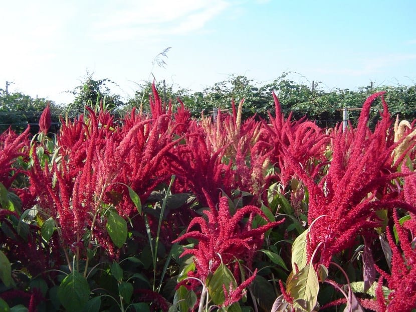 Planta de amaranto con inflorescencia erguida