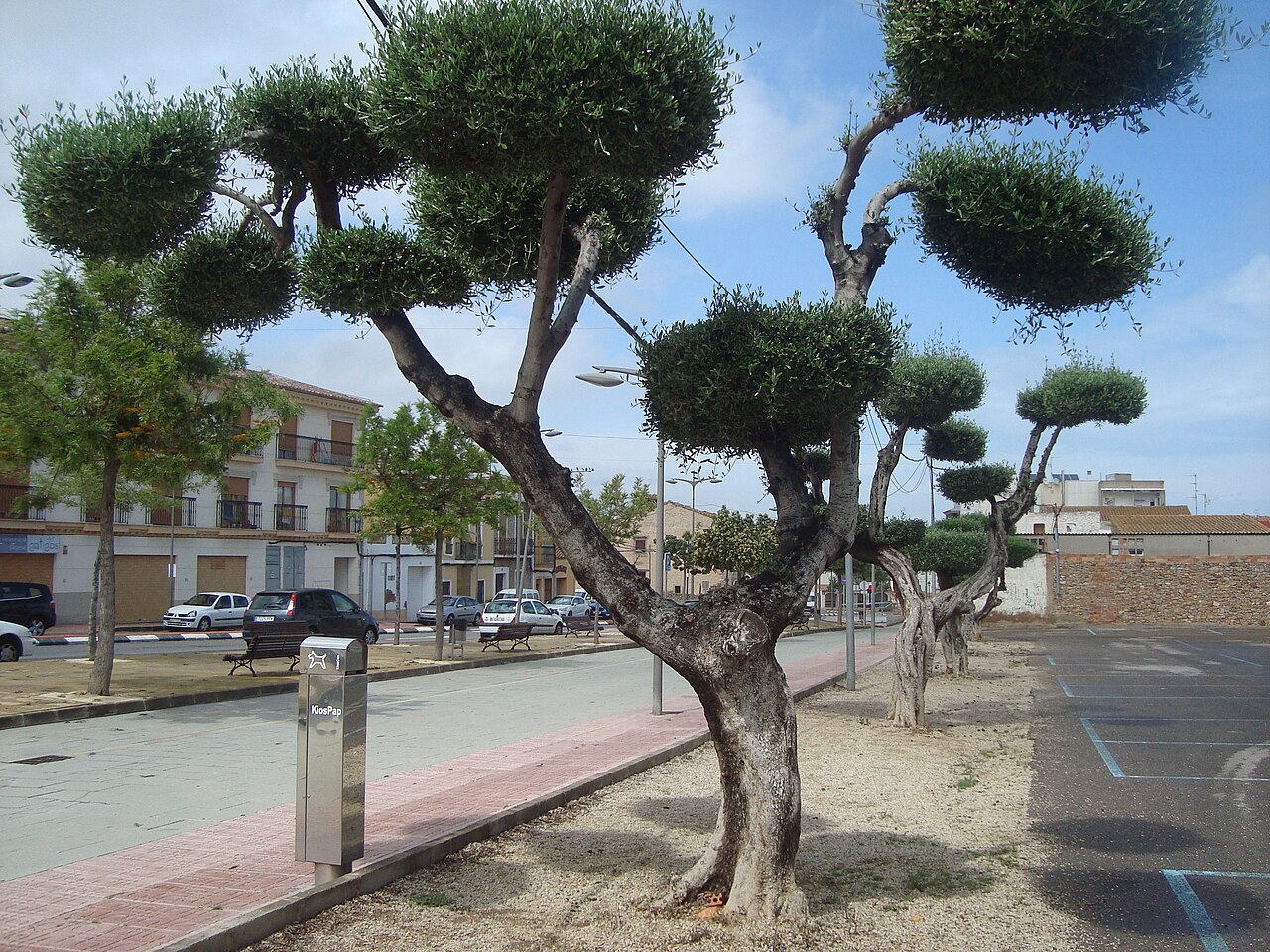 La poda del olivo