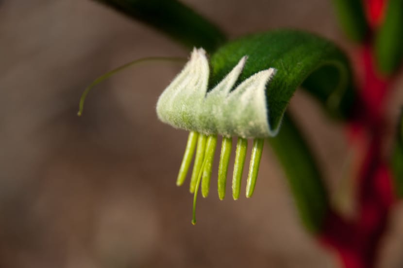 Flor de Anigozanthos manglesii, la pata de canguro roja y verde
