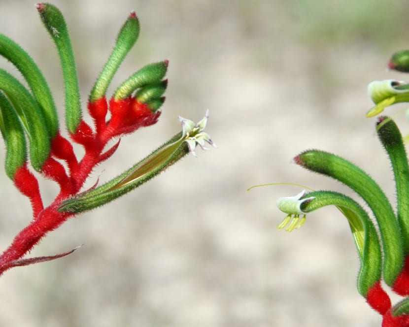 Mata de Anigozanthos manglesii en flor