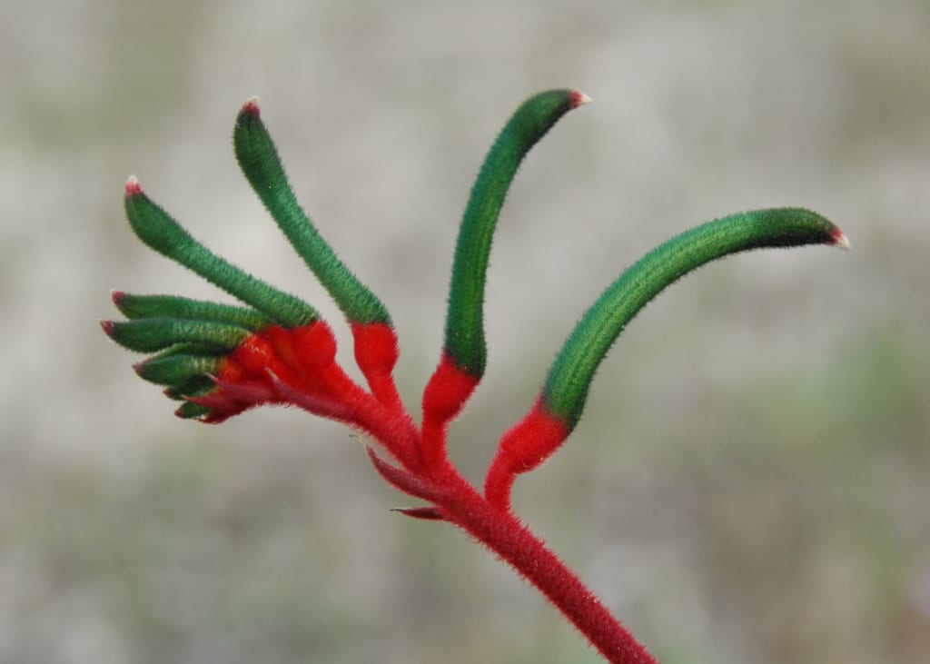 Pata de canguro (Anigozanthos): cultivo y cuidados
