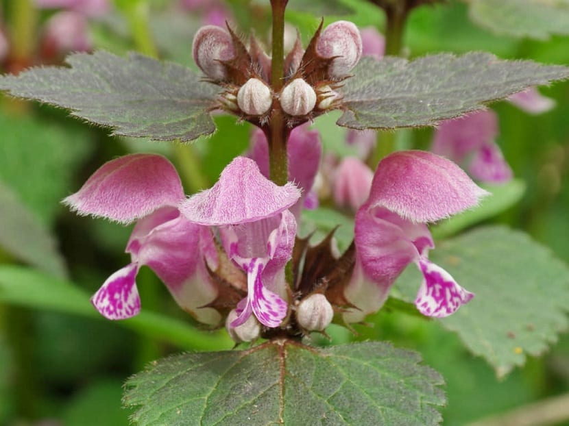 Flor rosada de la ortiga manchada, Lamium maculatum