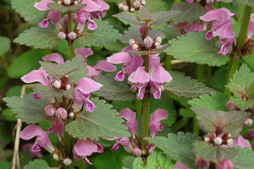 Mata de Lamium maculatum con hojas de mancha plateada