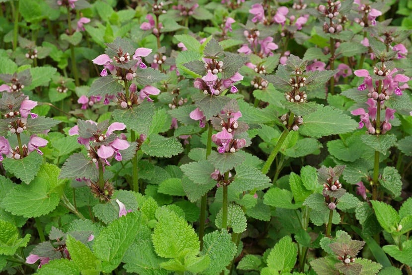 Lamium maculatum: la tapizante plateada para la sombra