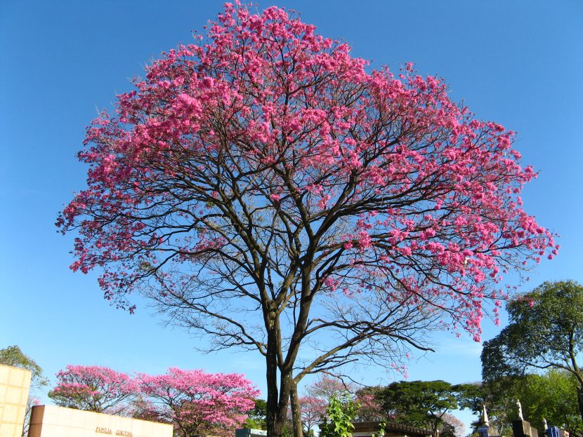 Lapacho rosado en plena floración