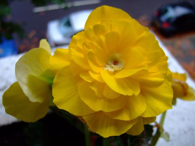 Begonia cultivada en maceta de interior