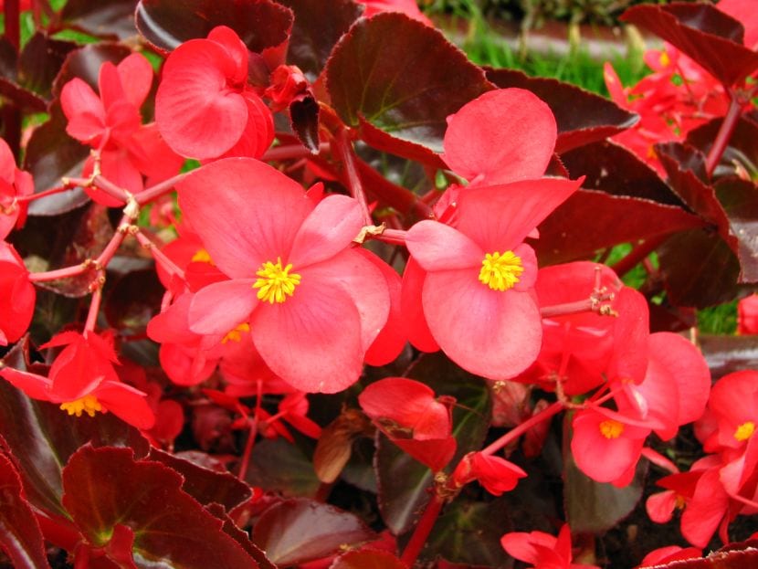 Begonia semperflorens en flor