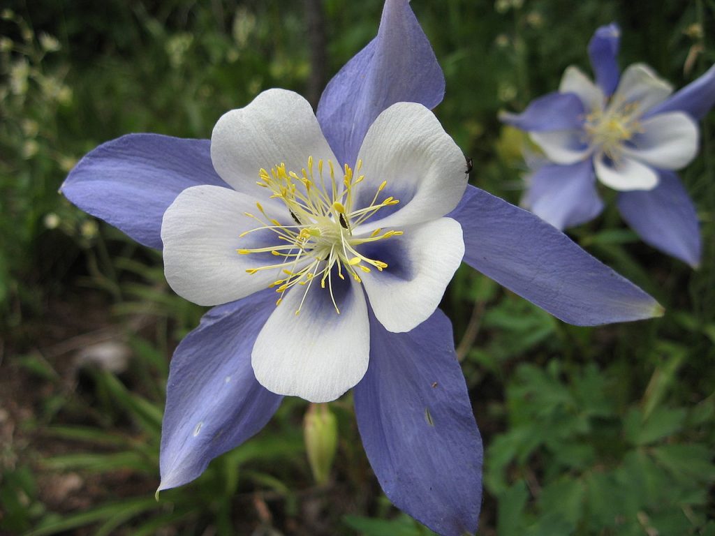 Flores azules y blancas de Aquilegia caerulea con sus espolones característicos