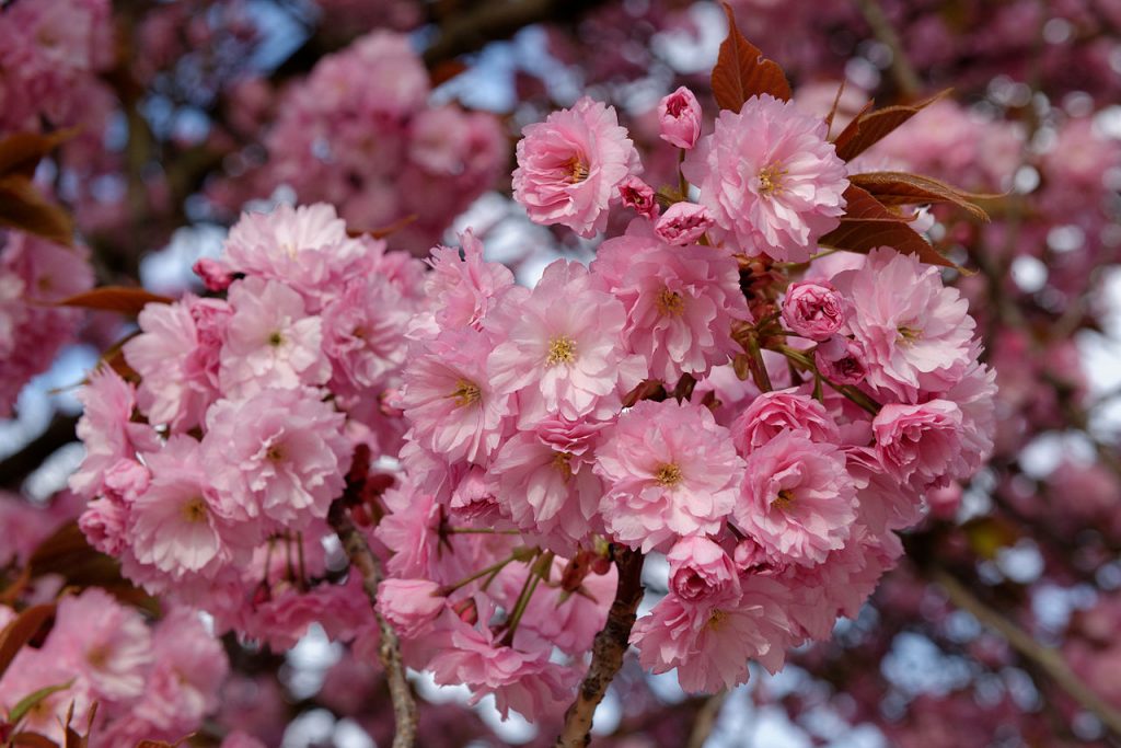 Rama de cerezo japonés en plena floración con flores dobles rosadas