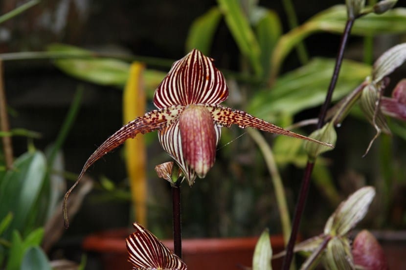 Las flores más caras del mundo y por qué cuestan tanto