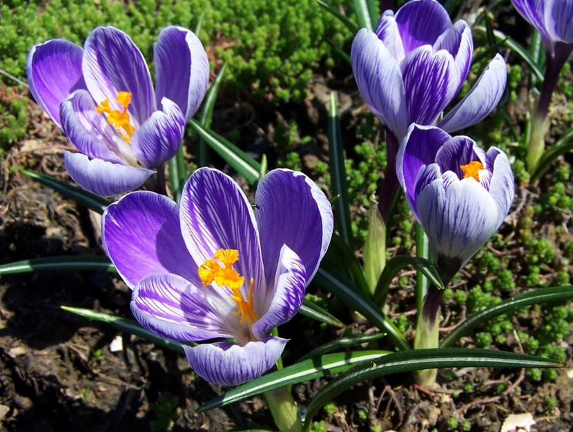 Flor de Crocus sativus con sus tres estigmas rojos de azafrán
