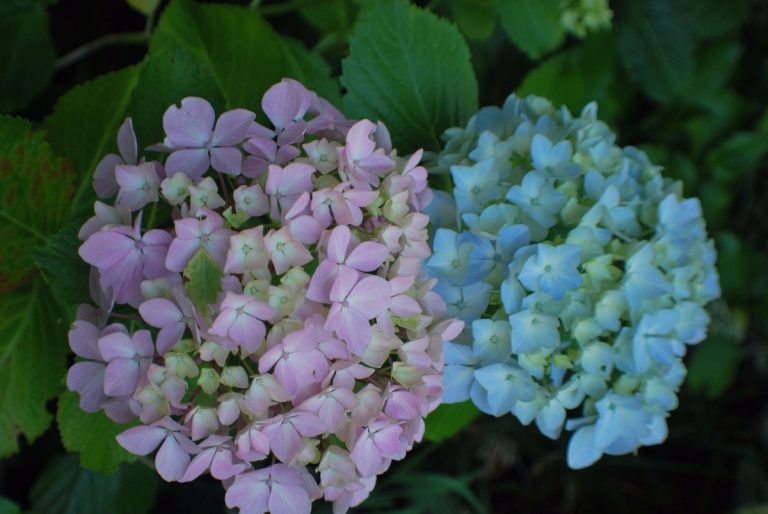 Dos inflorescencias de hortensia, una rosa y otra azul