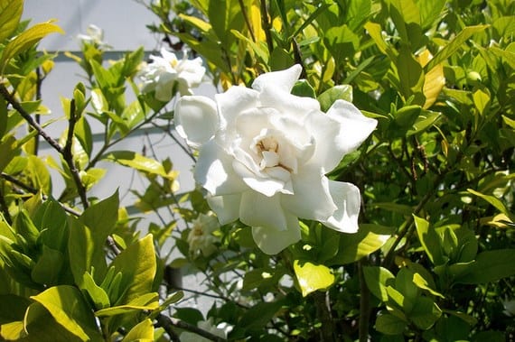 Gardenia: cultivo, riego ácido y por qué caen los botones