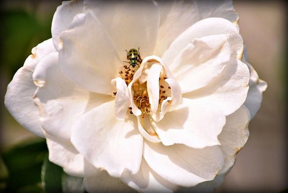 Gardenia en flor con varios capullos sin abrir