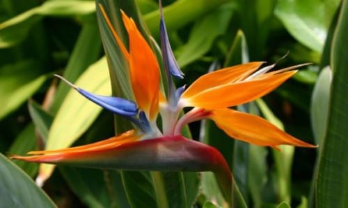 Flor de Strelitzia reginae con sépalos naranjas y pétalos azules