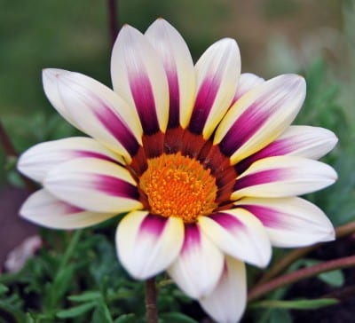 Flores de Gazania rigens abiertas al sol
