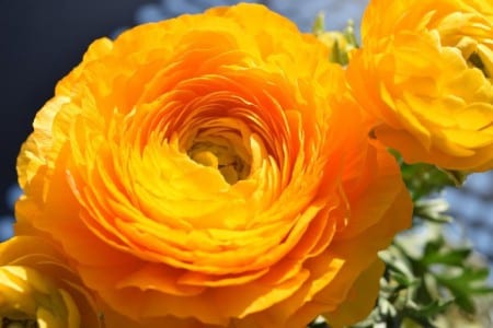 Ranúnculo naranja en floración de primavera