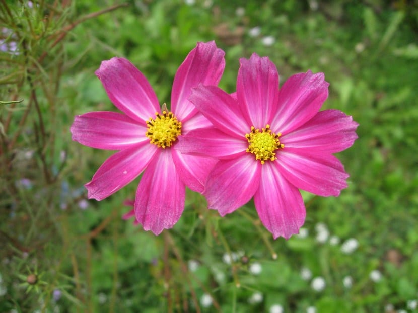 Flores de aster de color violeta con centro amarillo