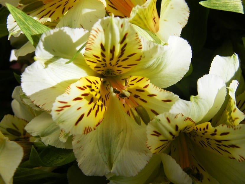 Astromelias en flor con pétalos moteados