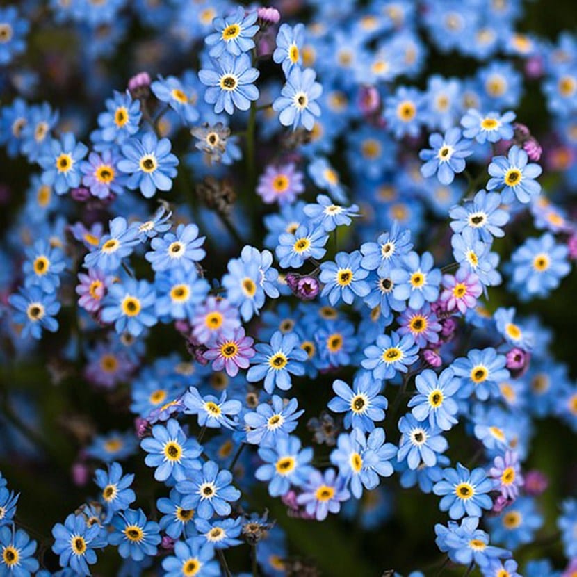 Plantas perennes con flor para jardines de clima seco