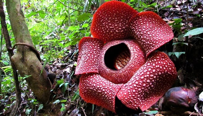 Las plantas más raras del mundo y las rarezas ibéricas