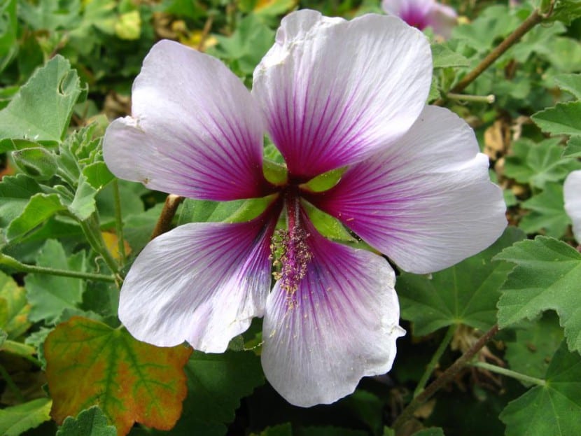 Lavatera maritima con flores lila y centro oscuro