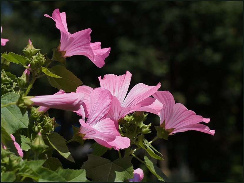 Flores rosadas de Lavatera con nervadura marcada